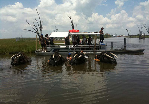 Crew readies full-size aurochs puppets for filming on location.